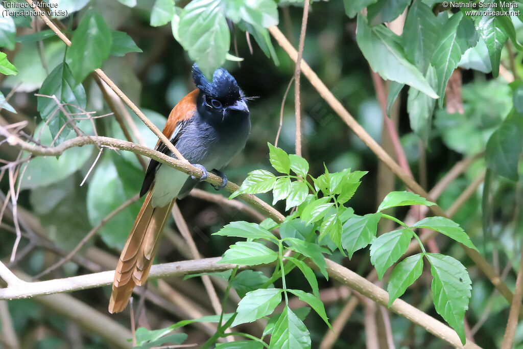 African Paradise Flycatcher male, identification, habitat