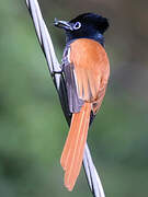 African Paradise Flycatcher