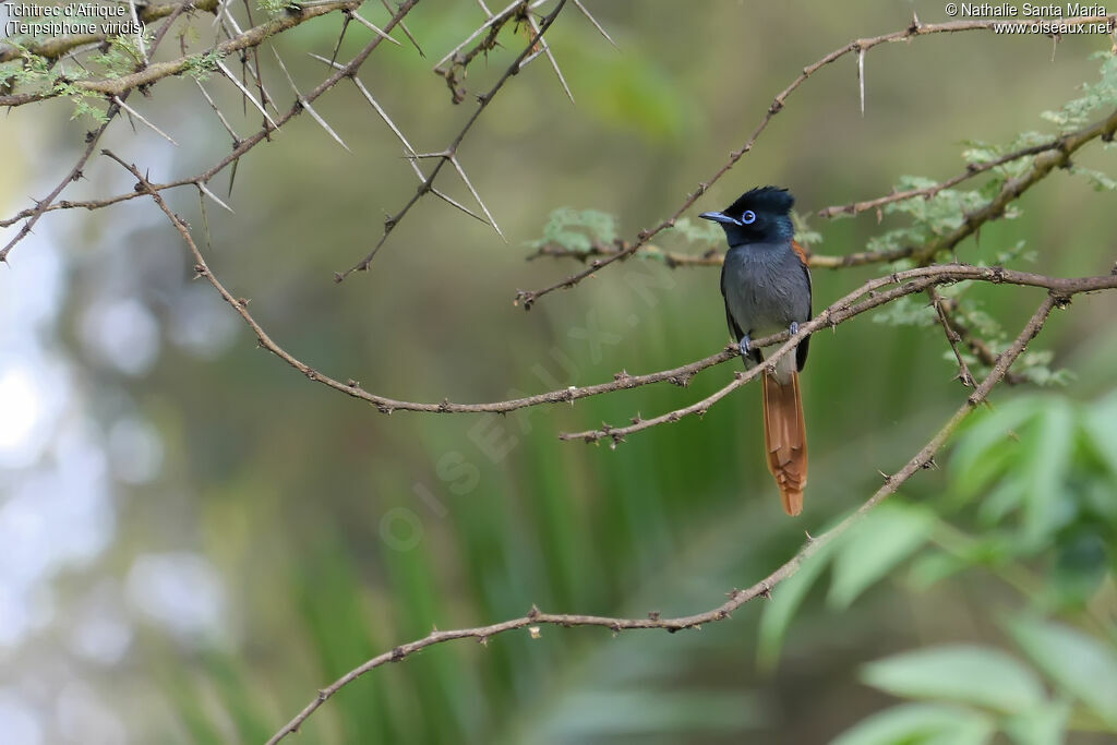 African Paradise Flycatcher female adult, identification, habitat