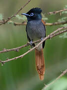 African Paradise Flycatcher