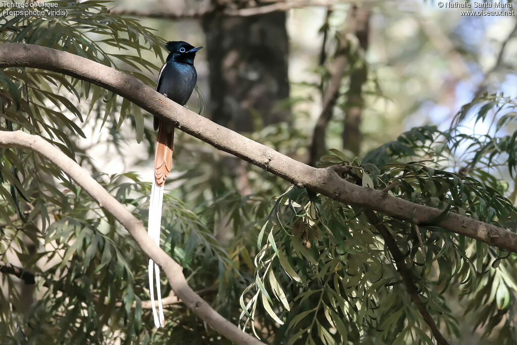 Tchitrec d'Afrique mâle adulte nuptial, identification, habitat