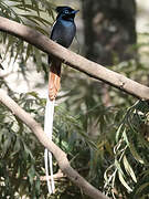 African Paradise Flycatcher