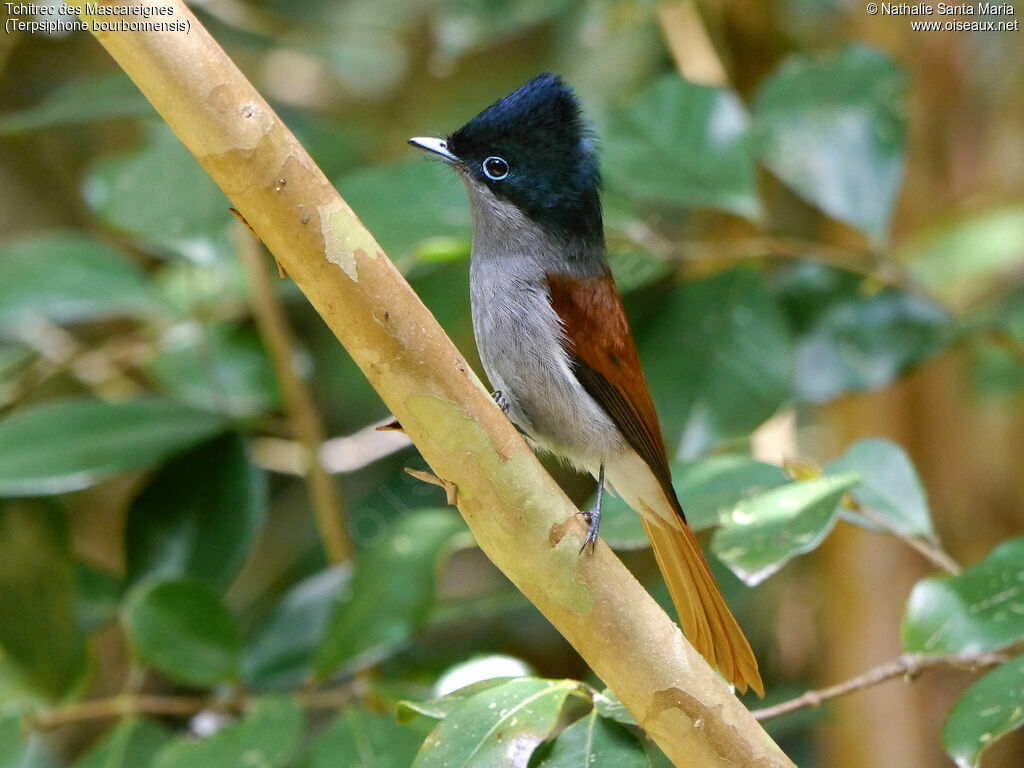 Mascarene Paradise Flycatcher male adult breeding, identification, aspect, courting display