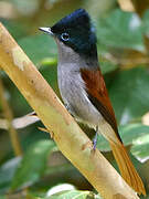 Mascarene Paradise Flycatcher