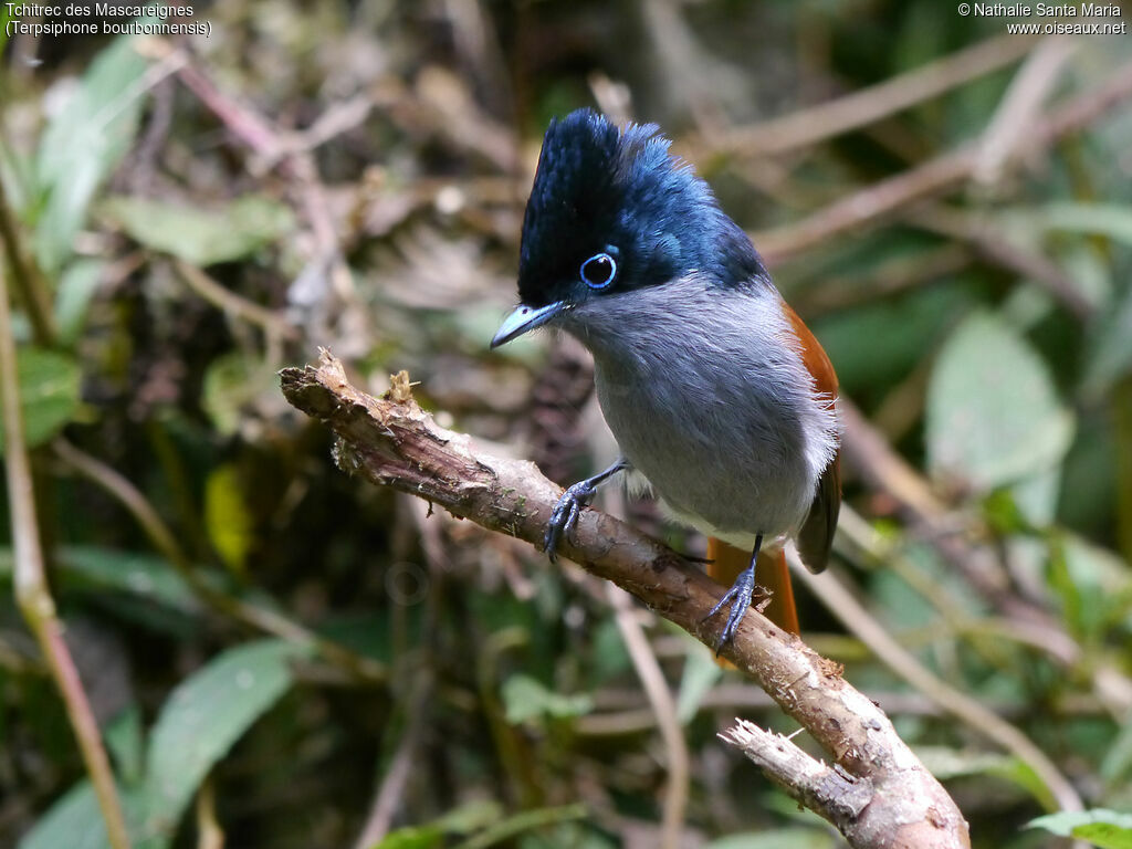 Mascarene Paradise Flycatcher male adult breeding, identification, courting display, Behaviour