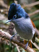 Mascarene Paradise Flycatcher