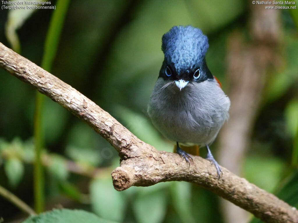 Mascarene Paradise Flycatcher male adult breeding, identification, Behaviour