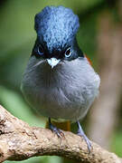 Mascarene Paradise Flycatcher