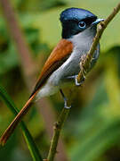 Mascarene Paradise Flycatcher