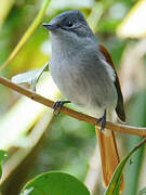 Mascarene Paradise Flycatcher