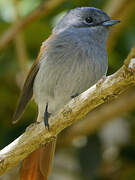 Mascarene Paradise Flycatcher