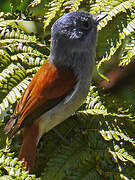 Mascarene Paradise Flycatcher