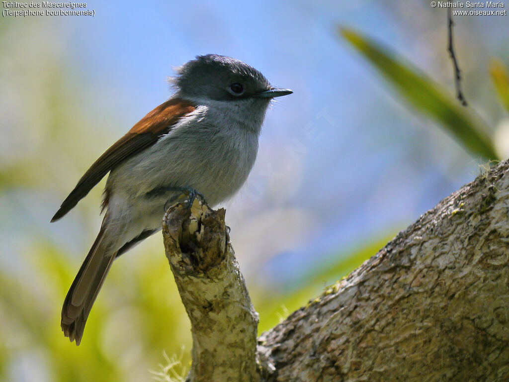 Mascarene Paradise Flycatcher female adult breeding, identification, Behaviour