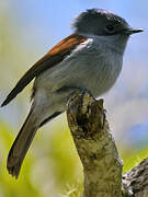 Mascarene Paradise Flycatcher