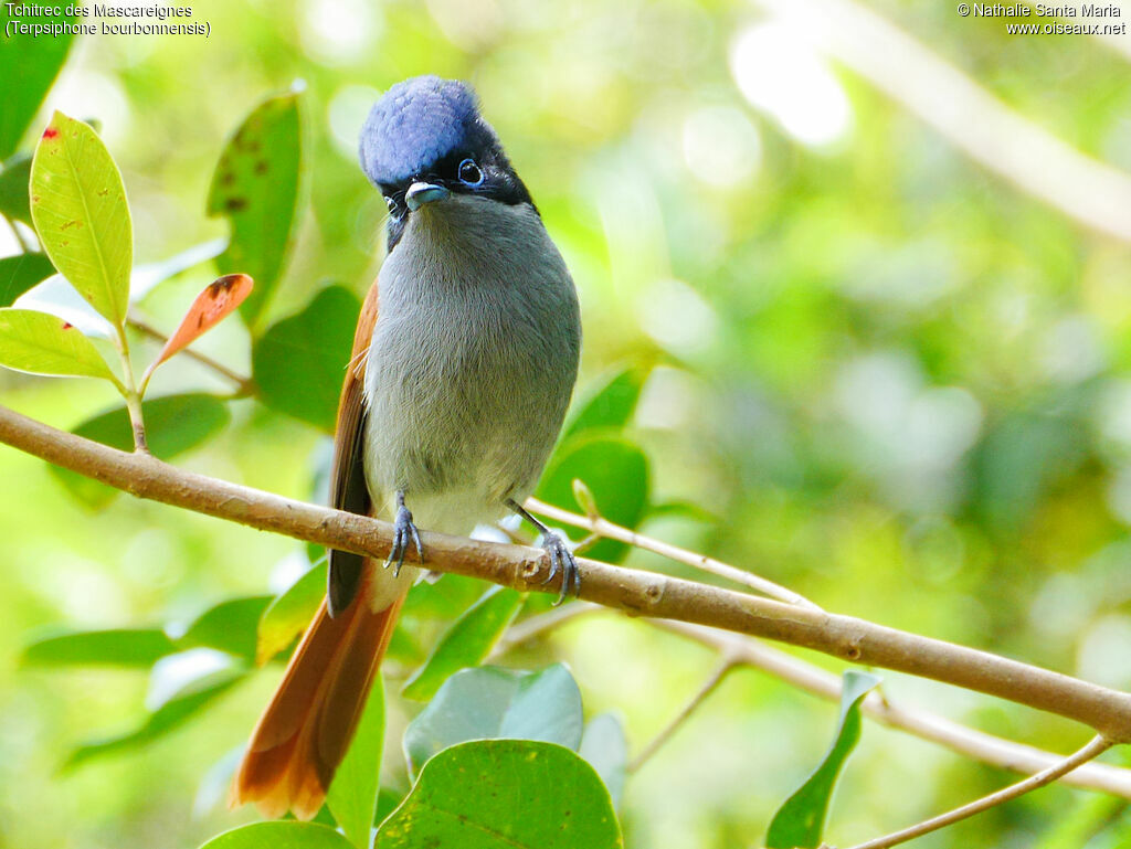 Mascarene Paradise Flycatcher male adult breeding, identification, habitat, Behaviour