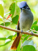 Mascarene Paradise Flycatcher