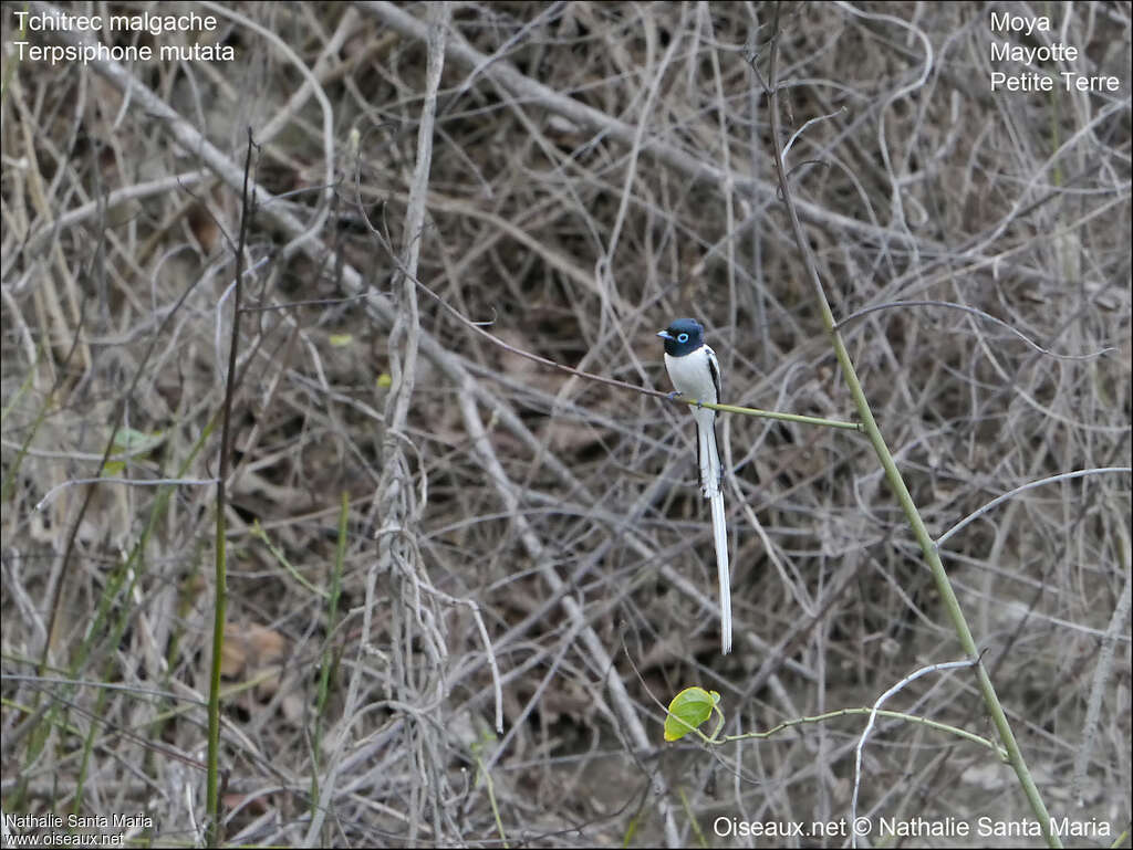 Malagasy Paradise Flycatcher male adult breeding, habitat, Reproduction-nesting, Behaviour