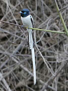 Malagasy Paradise Flycatcher