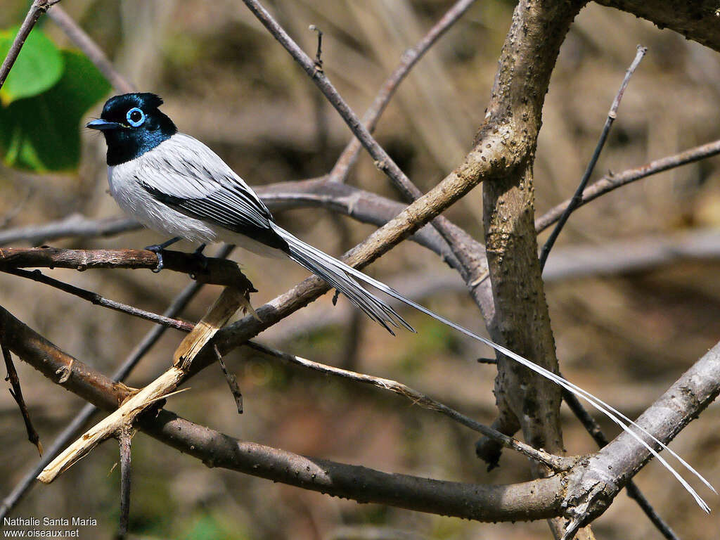 Malagasy Paradise Flycatcher male adult breeding, identification