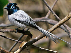 Malagasy Paradise Flycatcher