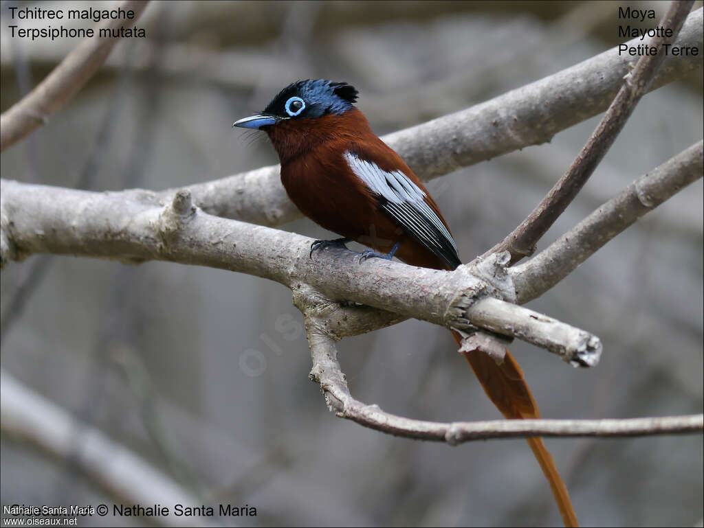 Malagasy Paradise Flycatcher male adult breeding, identification