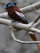 Malagasy Paradise Flycatcher