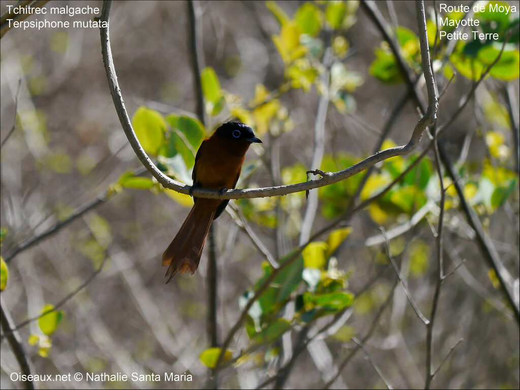 Malagasy Paradise Flycatcher female adult breeding, Behaviour