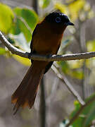 Malagasy Paradise Flycatcher