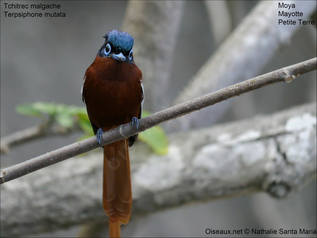 Malagasy Paradise Flycatcher male Third  year breeding, identification, Behaviour