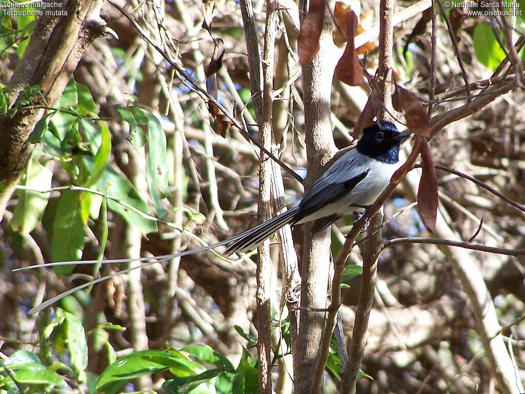 Tchitrec malgache mâle adulte nuptial, identification, Nidification