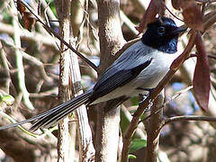 Malagasy Paradise Flycatcher