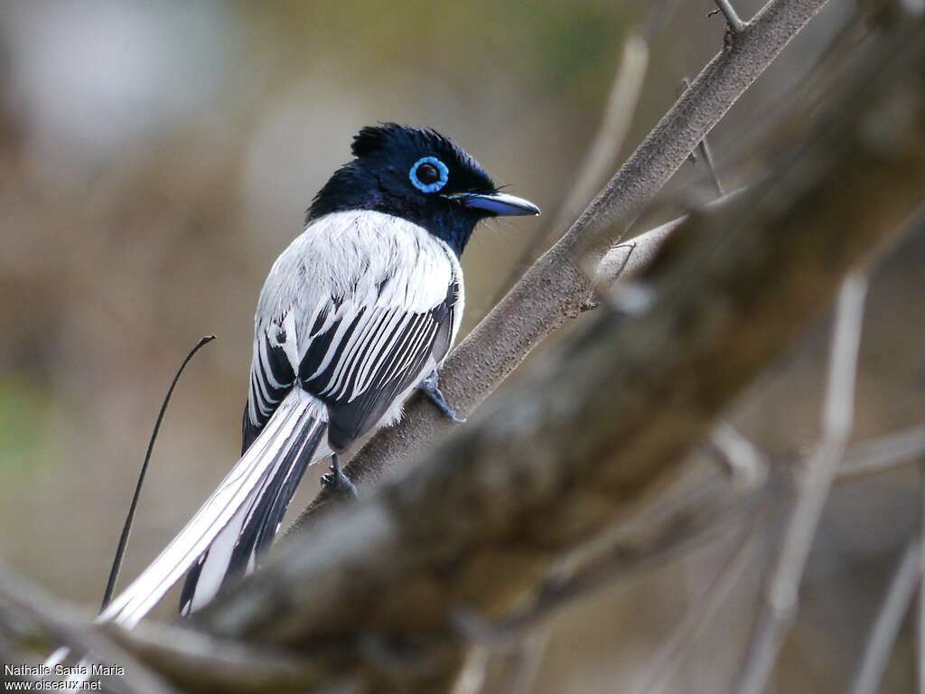 Malagasy Paradise Flycatcher male adult breeding, identification, aspect, Reproduction-nesting, Behaviour