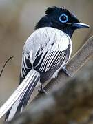 Malagasy Paradise Flycatcher