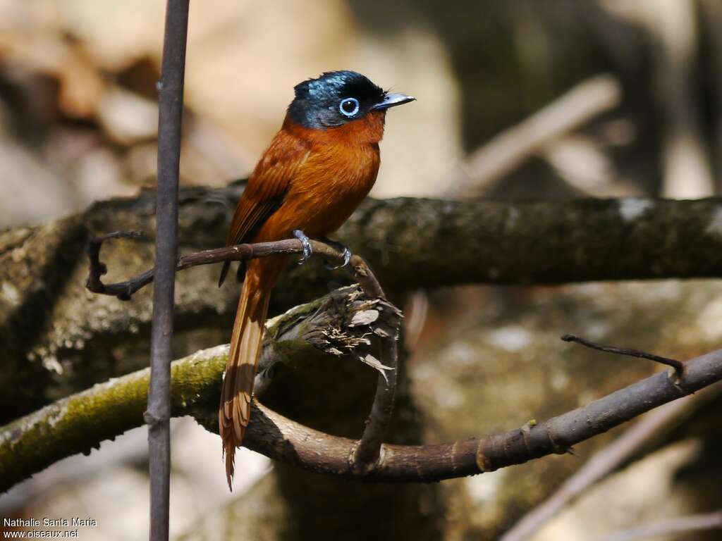 Malagasy Paradise Flycatcher female adult breeding, identification, Reproduction-nesting, Behaviour