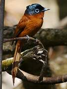 Malagasy Paradise Flycatcher