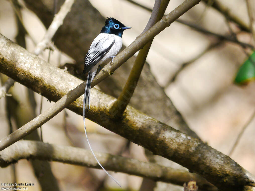 Malagasy Paradise Flycatcher male adult breeding, identification, aspect, Reproduction-nesting, Behaviour