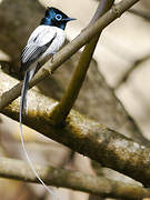 Malagasy Paradise Flycatcher