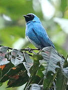 Swallow Tanager