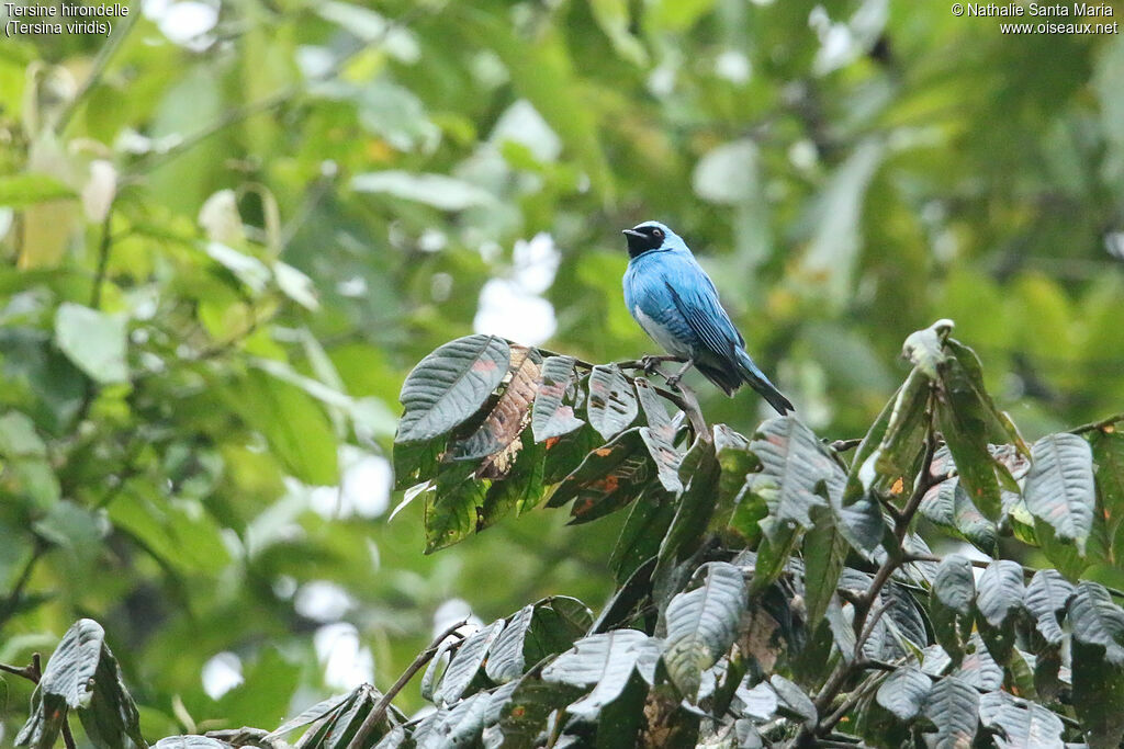 Swallow Tanager male adult, identification