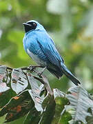 Swallow Tanager