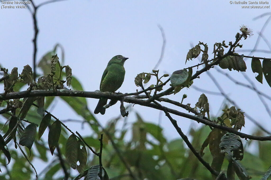 Swallow Tanager female adult, identification