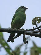 Swallow Tanager