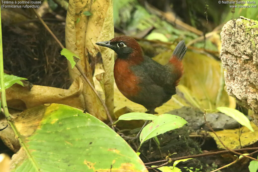 Rufous-breasted Antthrushadult, identification, walking