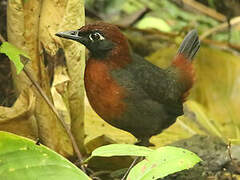 Rufous-breasted Antthrush