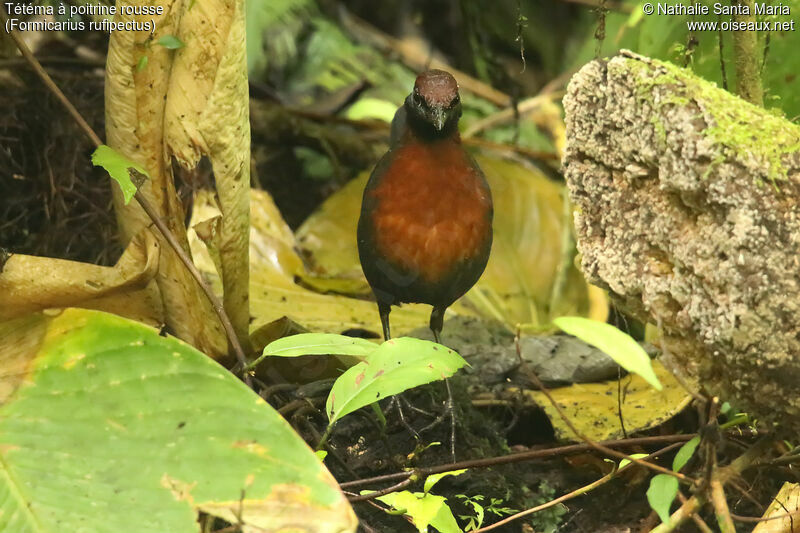 Rufous-breasted Antthrush male adult, walking