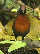 Rufous-breasted Antthrush