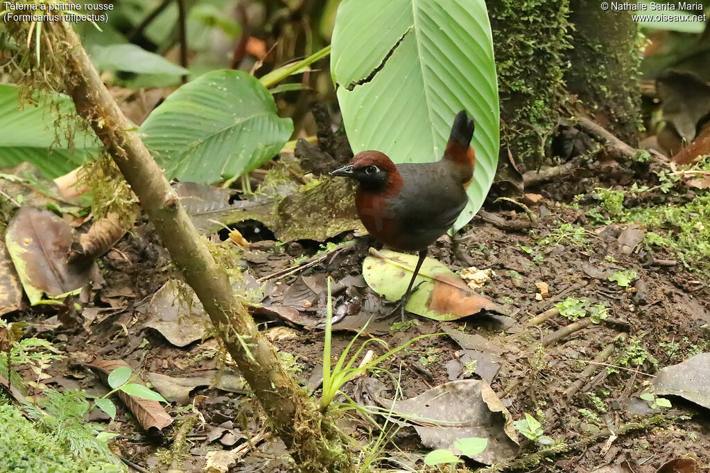 Rufous-breasted Antthrushadult, identification, walking