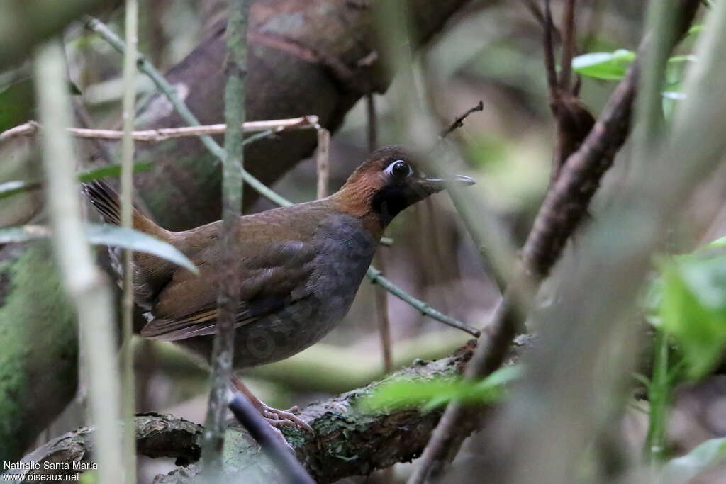 Tétéma du Mexiqueadulte, identification