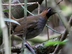 Mayan Antthrush