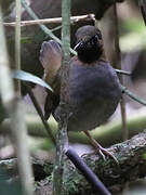 Mayan Antthrush